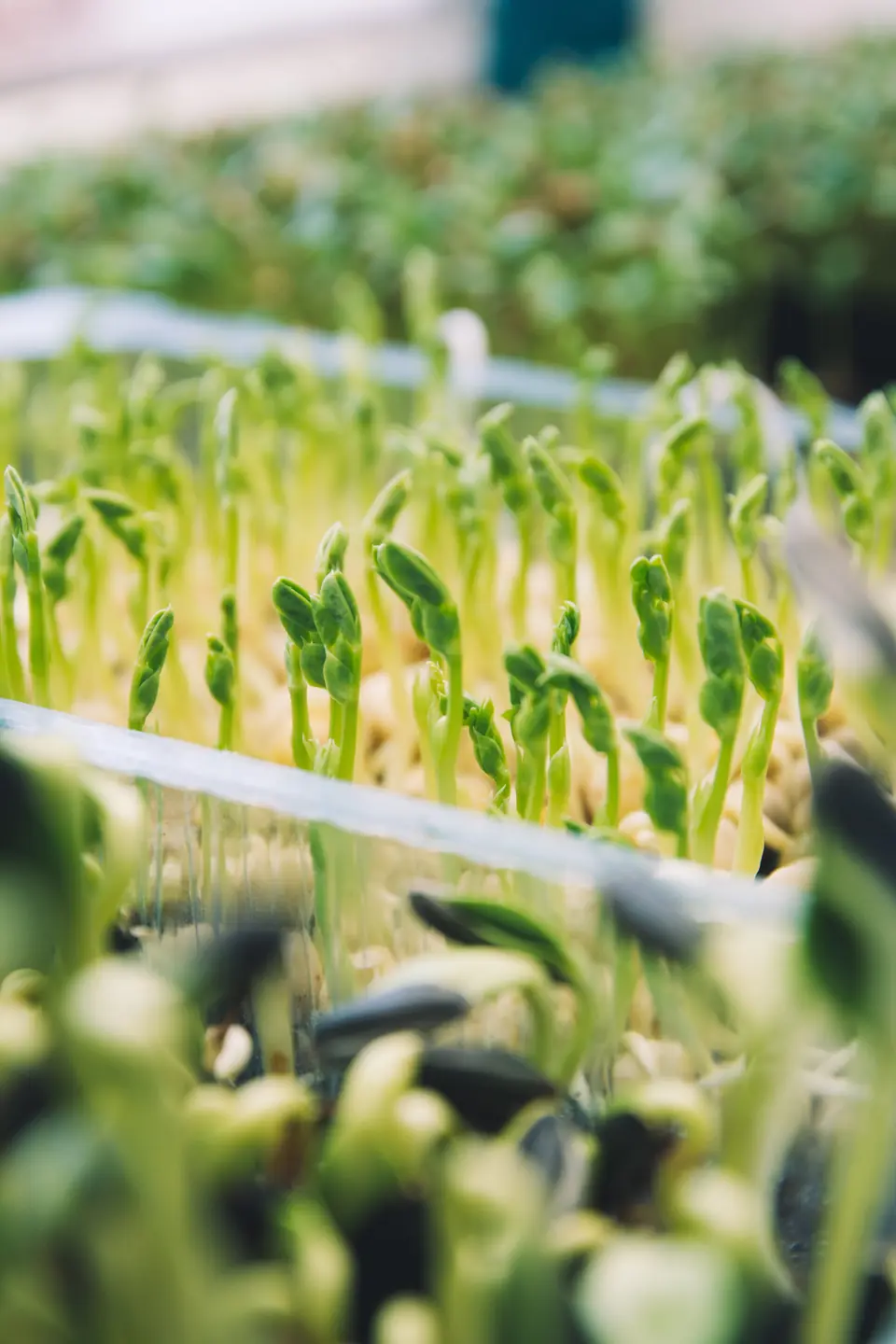 Microgreens Anzuchtpads
