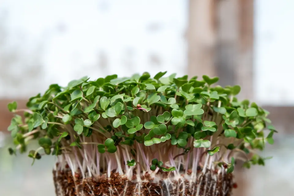 Microgreens Anzuchtpads – Anwendung 1