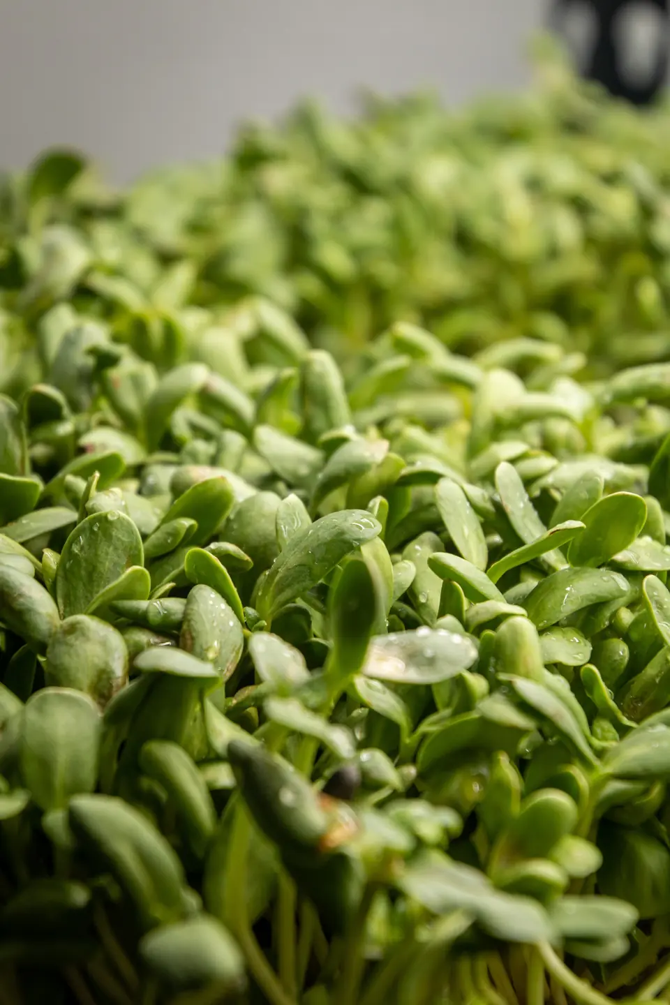 Microgreens Anzuchtpads – Anwendung 2