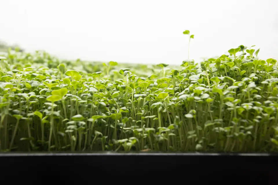 Microgreens Substratrollen – Anwendung 3